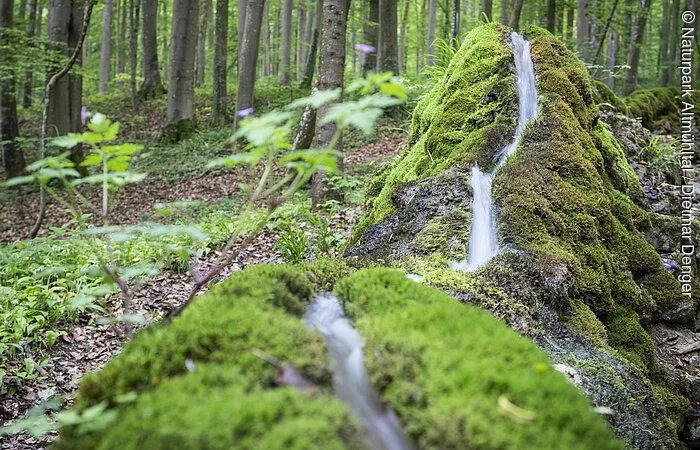Die steinerne Rinne in deren Mitte das Wasser durchfließt. Links und rechts ist die Rinne mit Moos bewachsen. Im Hintergrund ist der Wald mit vielen Baumstämmen zu sehen.