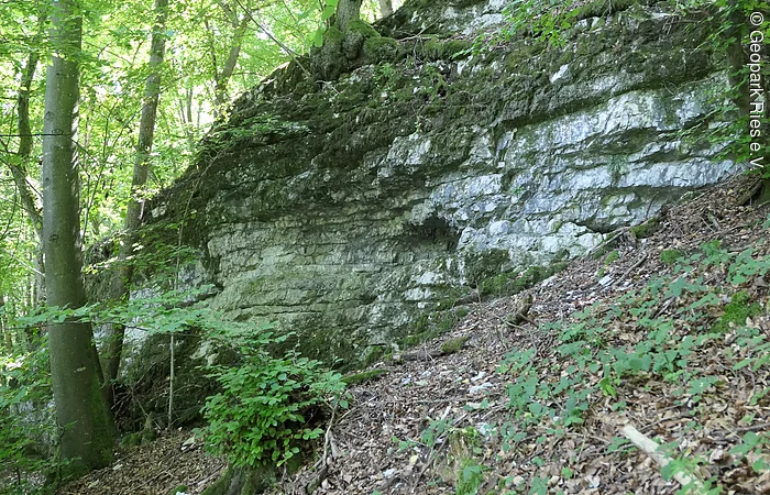 In einem Wald befindet sich eine Felswand aus geschichtetem Gestein, die teils von Moos überwachsen ist.
