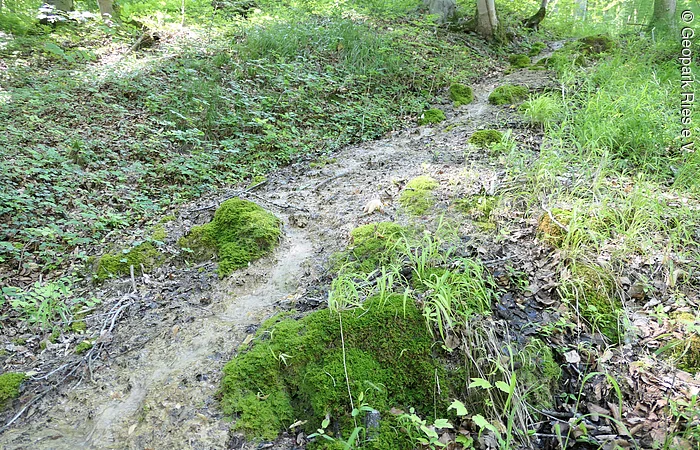 Auf einem Waldboden mit krautiger Vegetation fließt ein Wasserrinnsal umgeben von Moos.