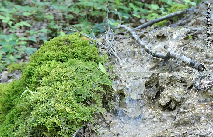 Ein Wasserrinnsaal ist von Moos umgeben.